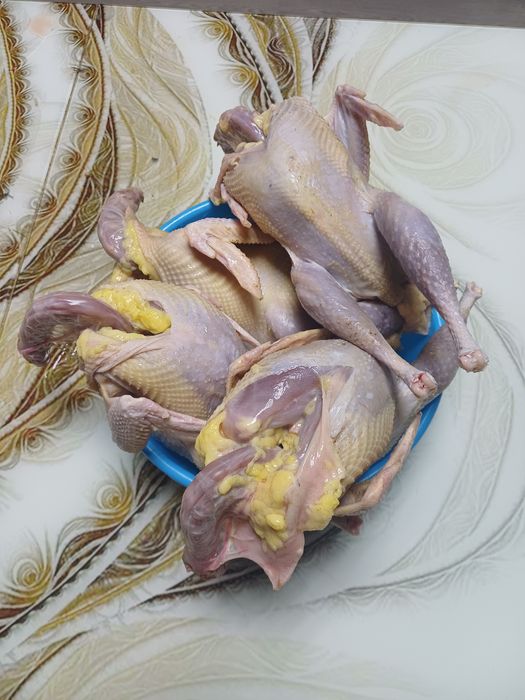 Фазан  охотничий