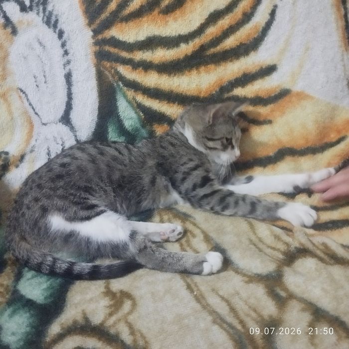 Отдадим кошечку в добрые ручки