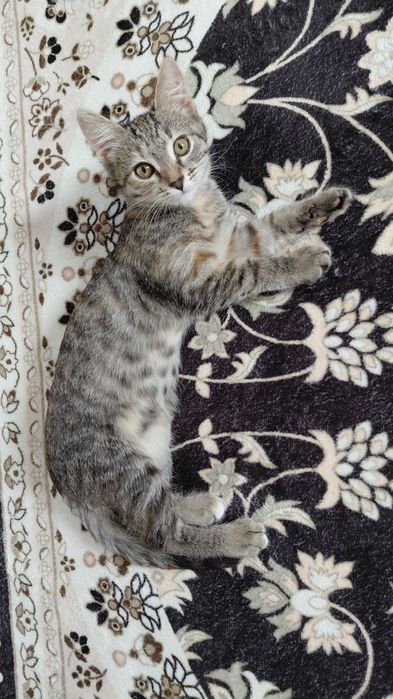 Отдам в добрые руки кошечку девочка