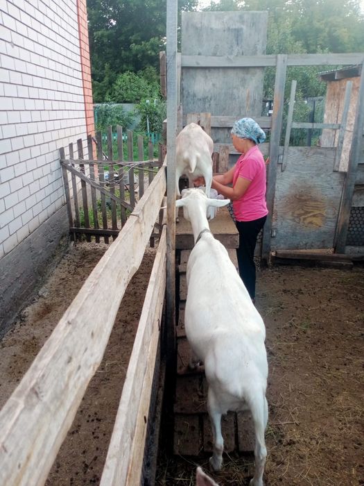 продам молочных  коз