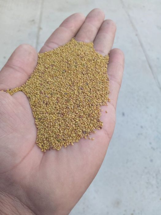 Sămânță Lucerna selectată recolta 2025