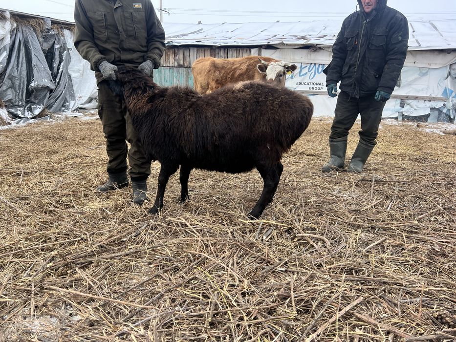 Продам кошкара гисар