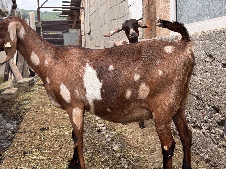 Capra anglonubian gestanta