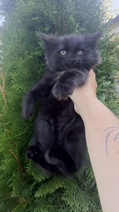 Котятки черные в любящие семьи