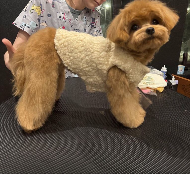 Продается мальтипу