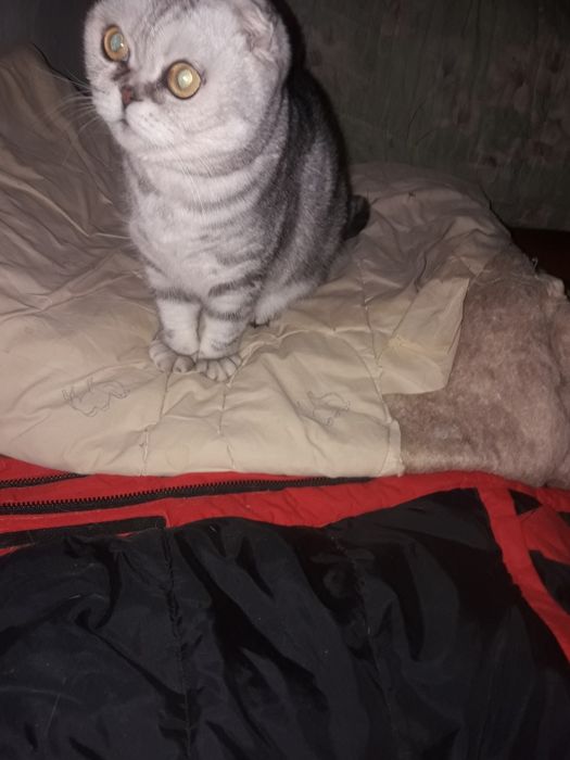 Шотландская кошка.