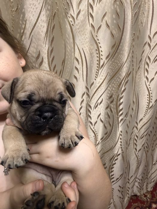 Девочки француженки