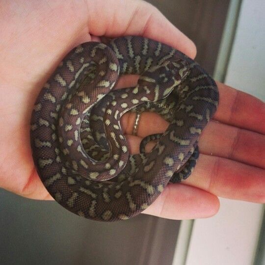 Змея Самка Morelia bredli
