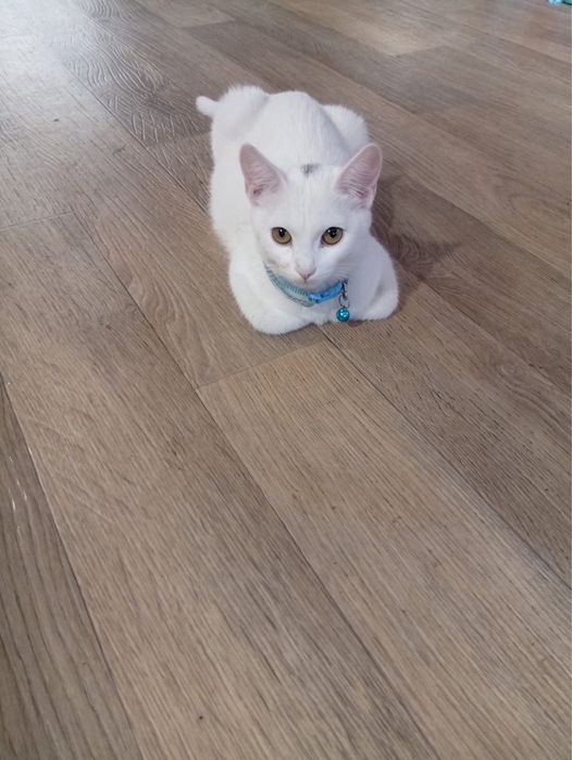 Отдам кошку бесплатно