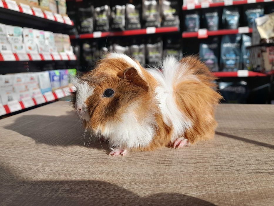 Морско свинче / свинчета късокосмести и дългокосмести на 1 месец