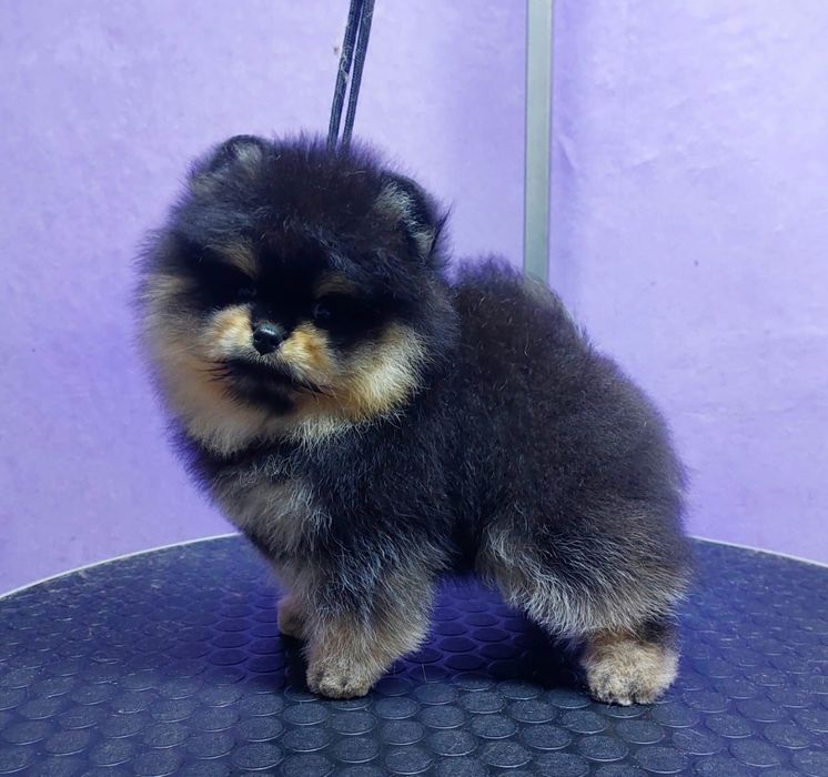 Щенки померанского шпица