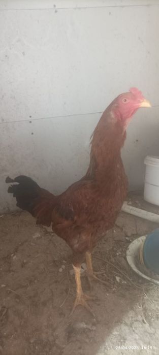 Bobohoroz 200ming kami bor