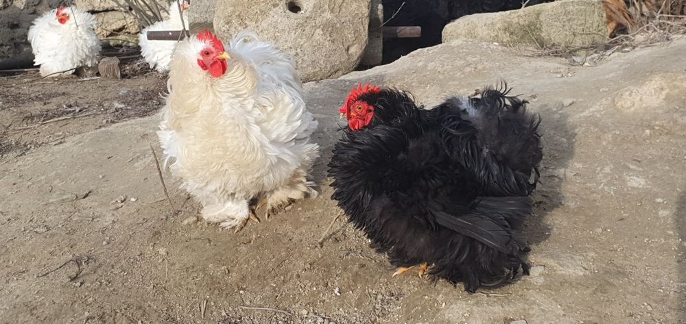 Cochinchina pitic, Australorp COCOȘI!!!