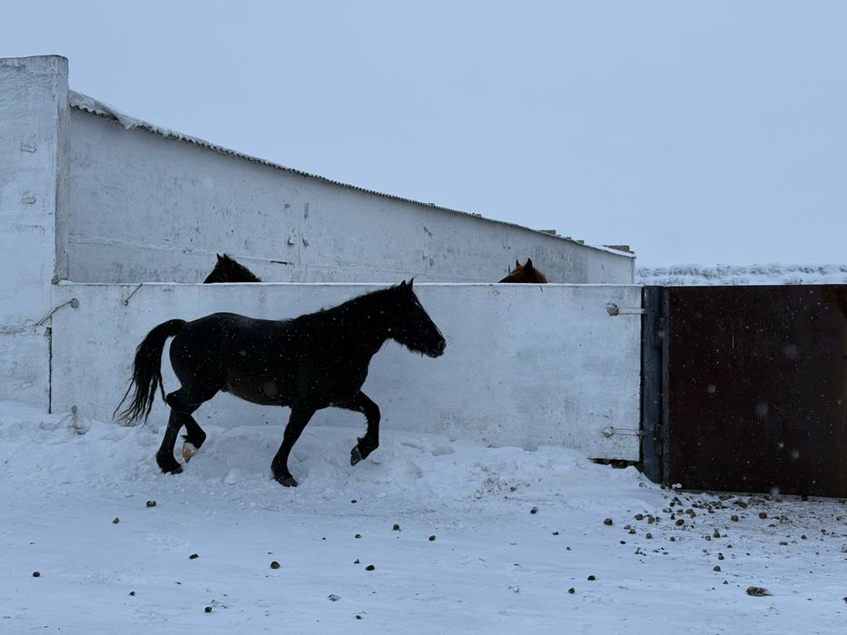 Жеребец, полутяж