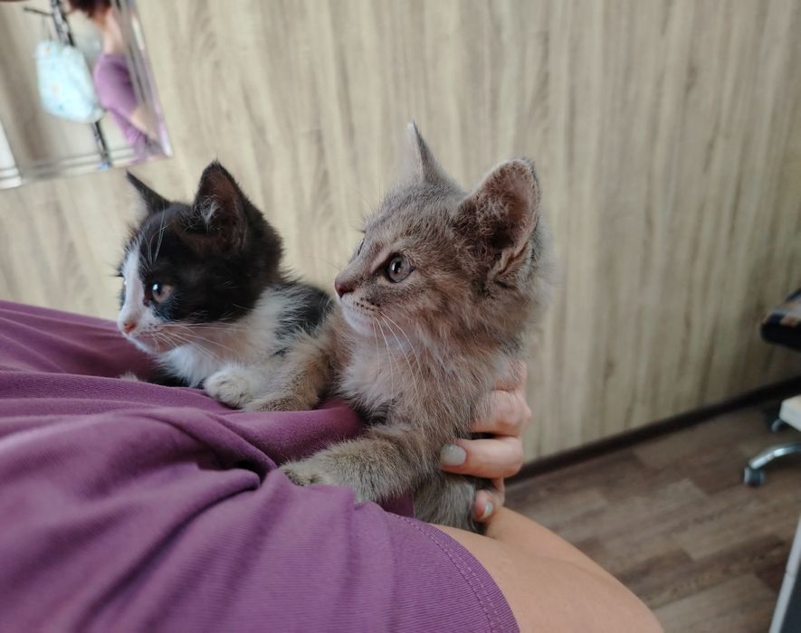 Отдам котят в хорошие руки