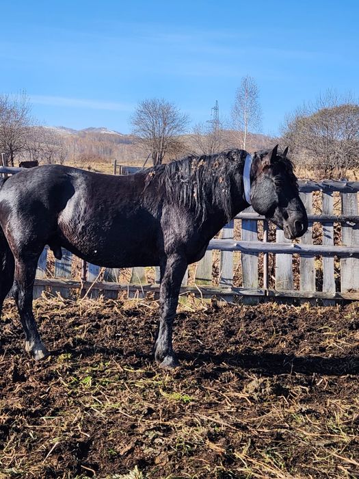 Продам жеребца, конь