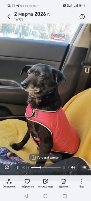 Маленькая собачка