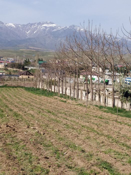 Asalrichilik uchun yer arendaga beriladi