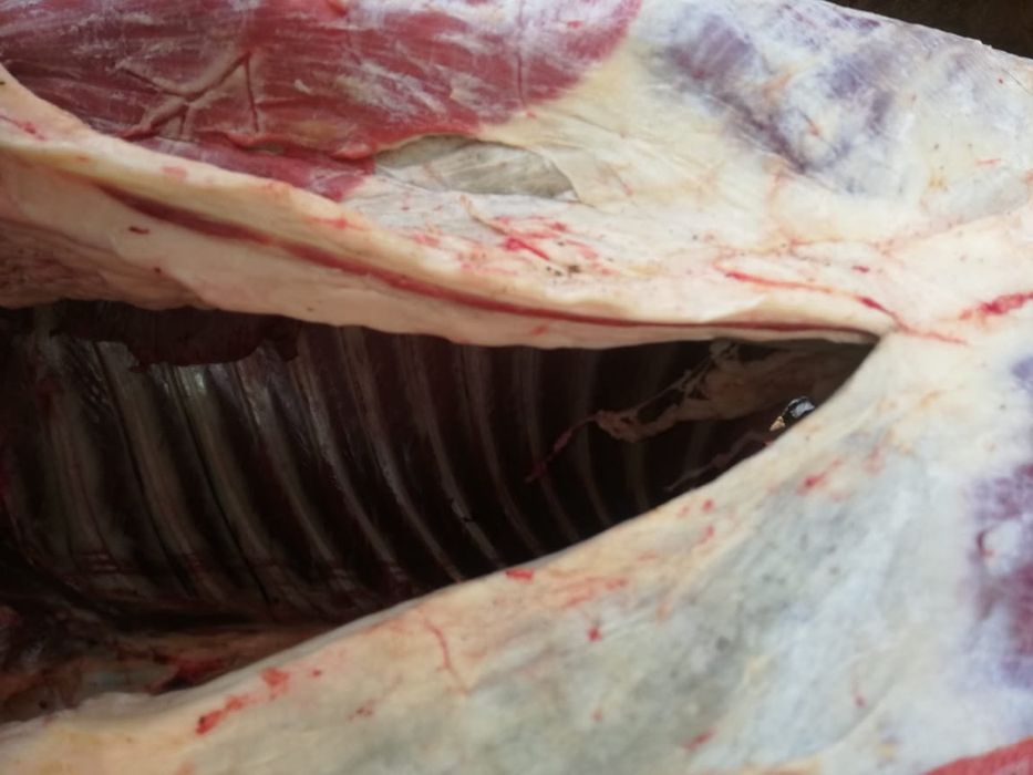 Соғым байталдар сатылады