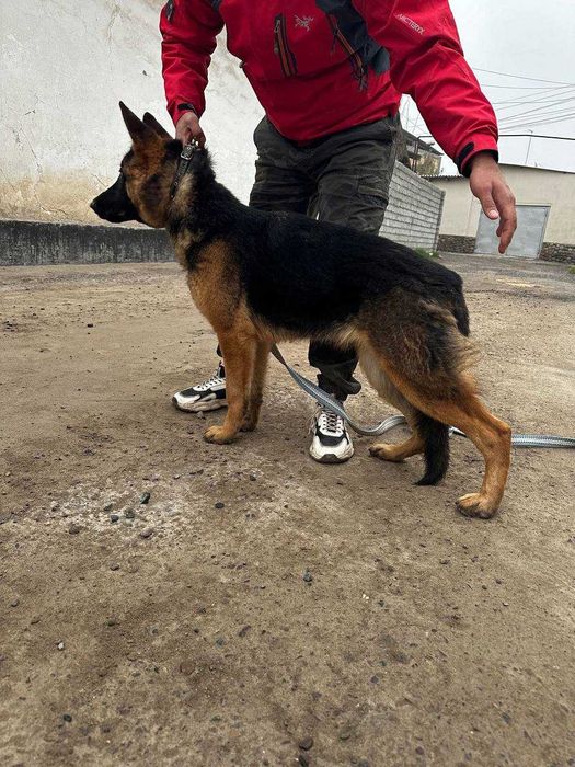 Немецкая овчарка 6 месяцев