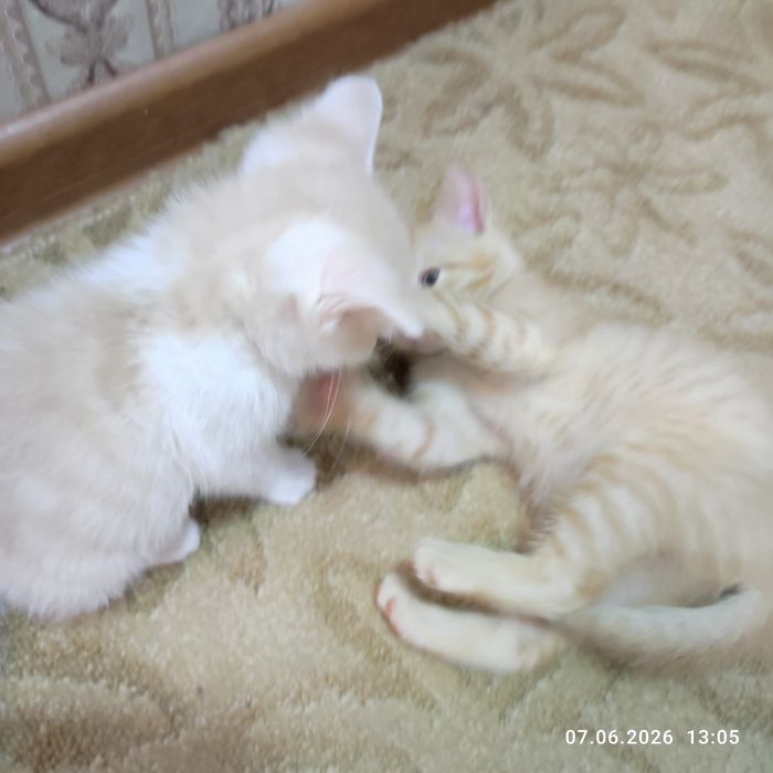 Котёнок- радость в доме