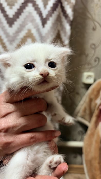 Вислоухие котята