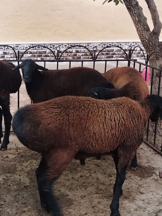 Кучкорла сотилади
