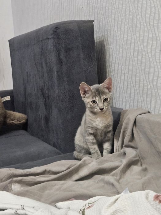 Отдам в хорошие руки