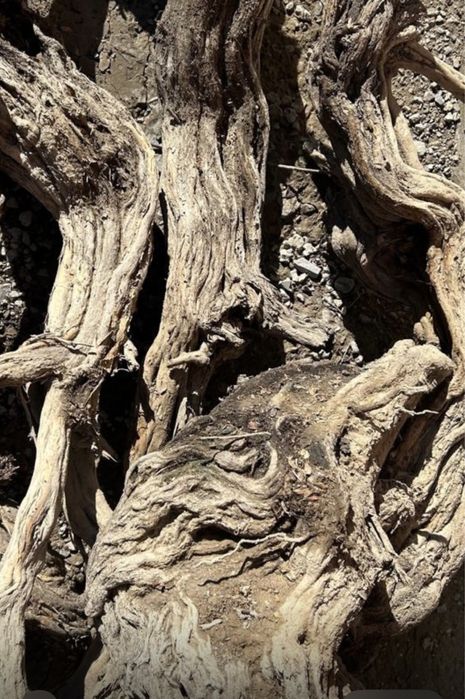 Сексеуіл отыны қаппен сатылады