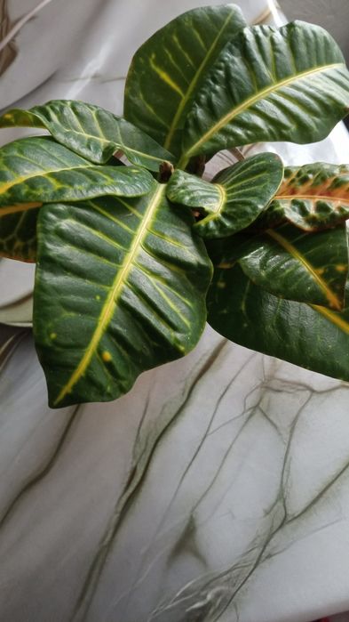 Продам комнатные растения