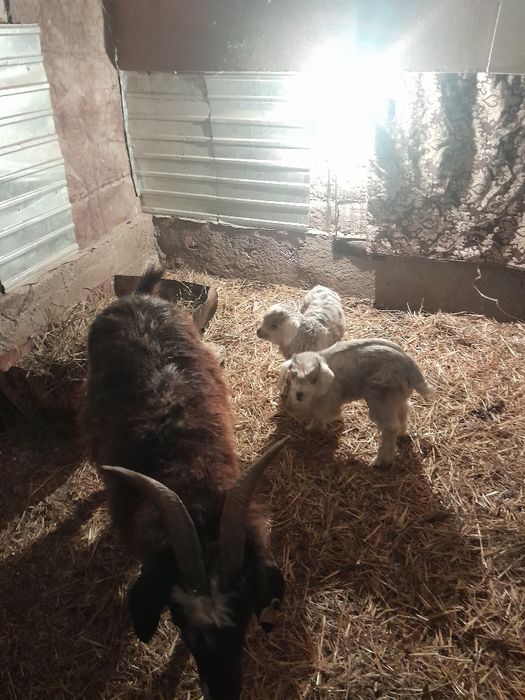 Ешкі сатылады екі лағымен