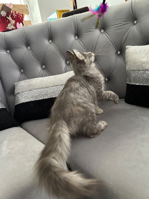 Femela maine coon