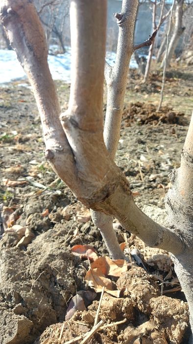 iskana payvandlash Искана пайванд килиш хизмати 15000 минг
Урик, нок,о