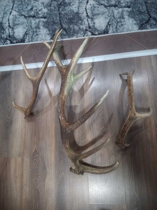 Еленски рога за декорация