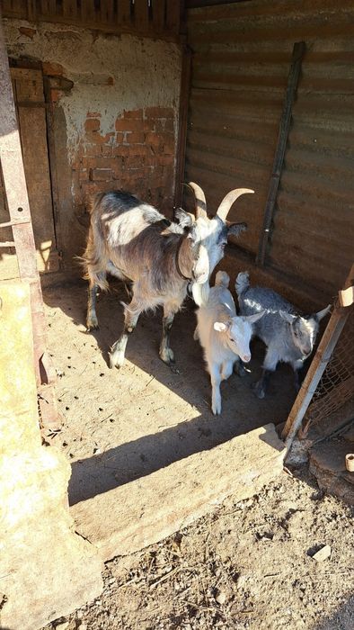 Capra cu doua iedute