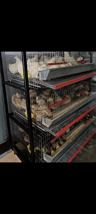 Vând prepelite ouătoare