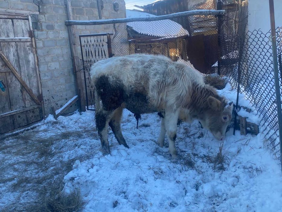 Продам бычка. 9 месяцев