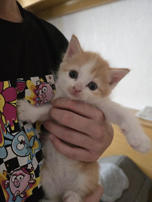 Котята метисы. Мама британка