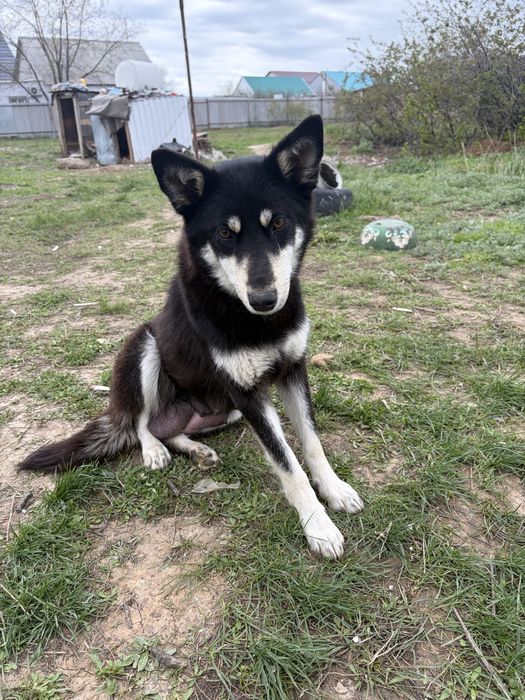 Отдам щенков в добрые руки бесплатно (девочки)