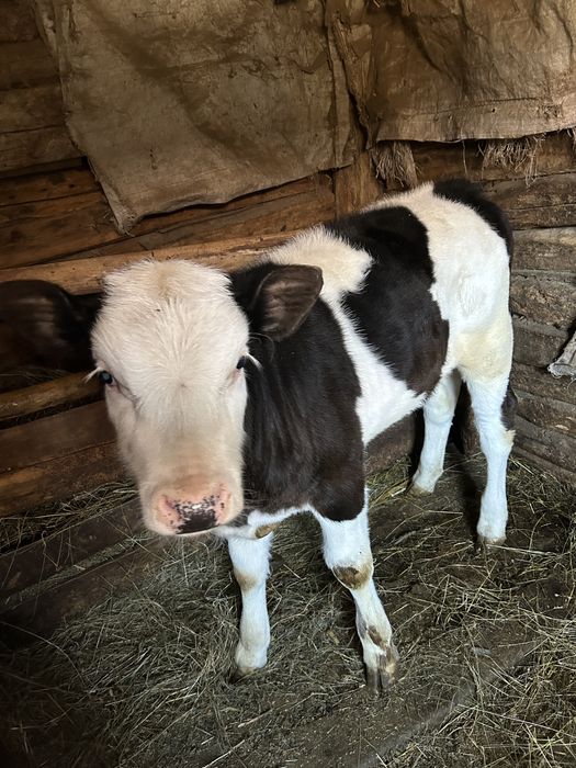 Vitea baltata romaneasca
