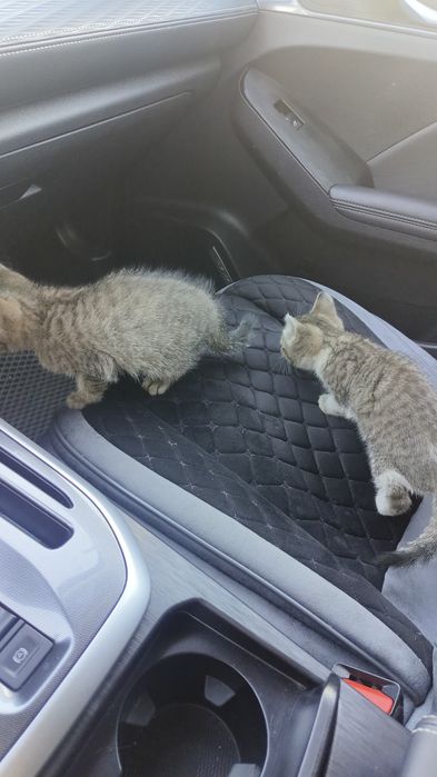 Отдам котят в хорошие руки