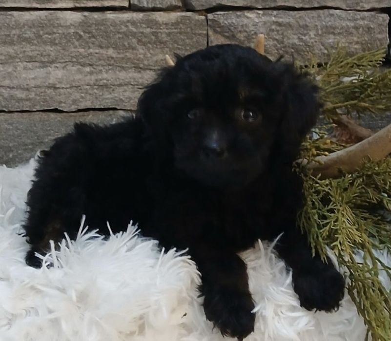 Мини пудел той пудел момиче