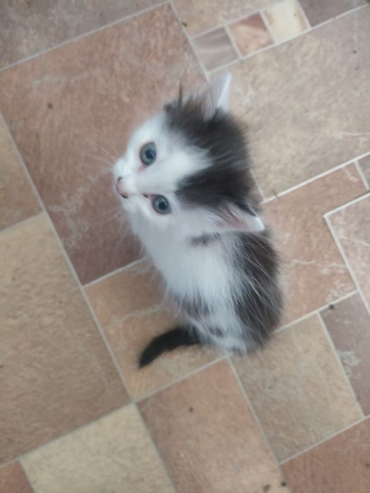 Дарим котят шустрых