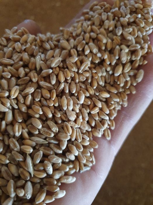 Grau insacuit la 40-50kg