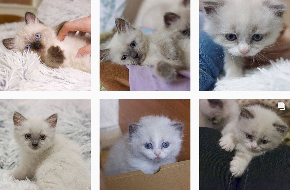 Котенок по неделям фото Котенок по неделям фото