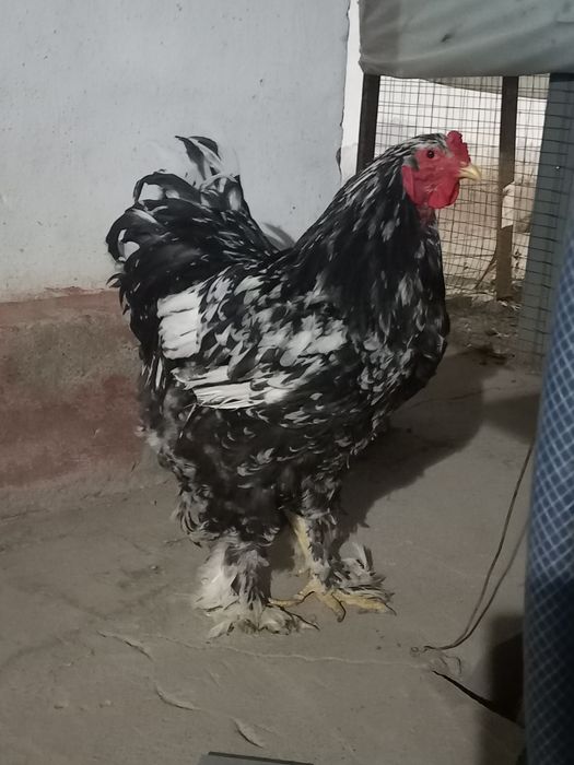 Мрамир     хурозча