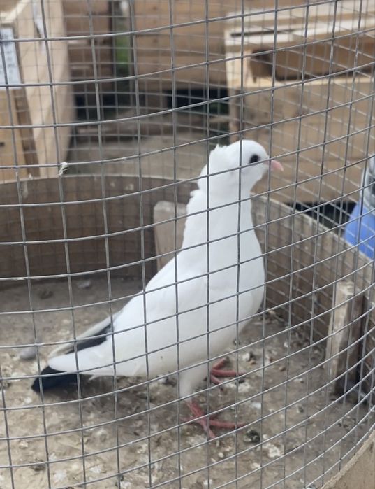 Голуби Чех, кормилка и бакинцы