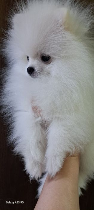 Продаём шпица мальчик.