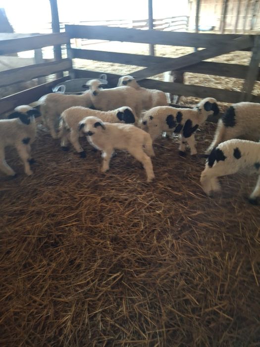 Vand 50 oi breze/miei