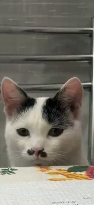 Электрик профессиональный